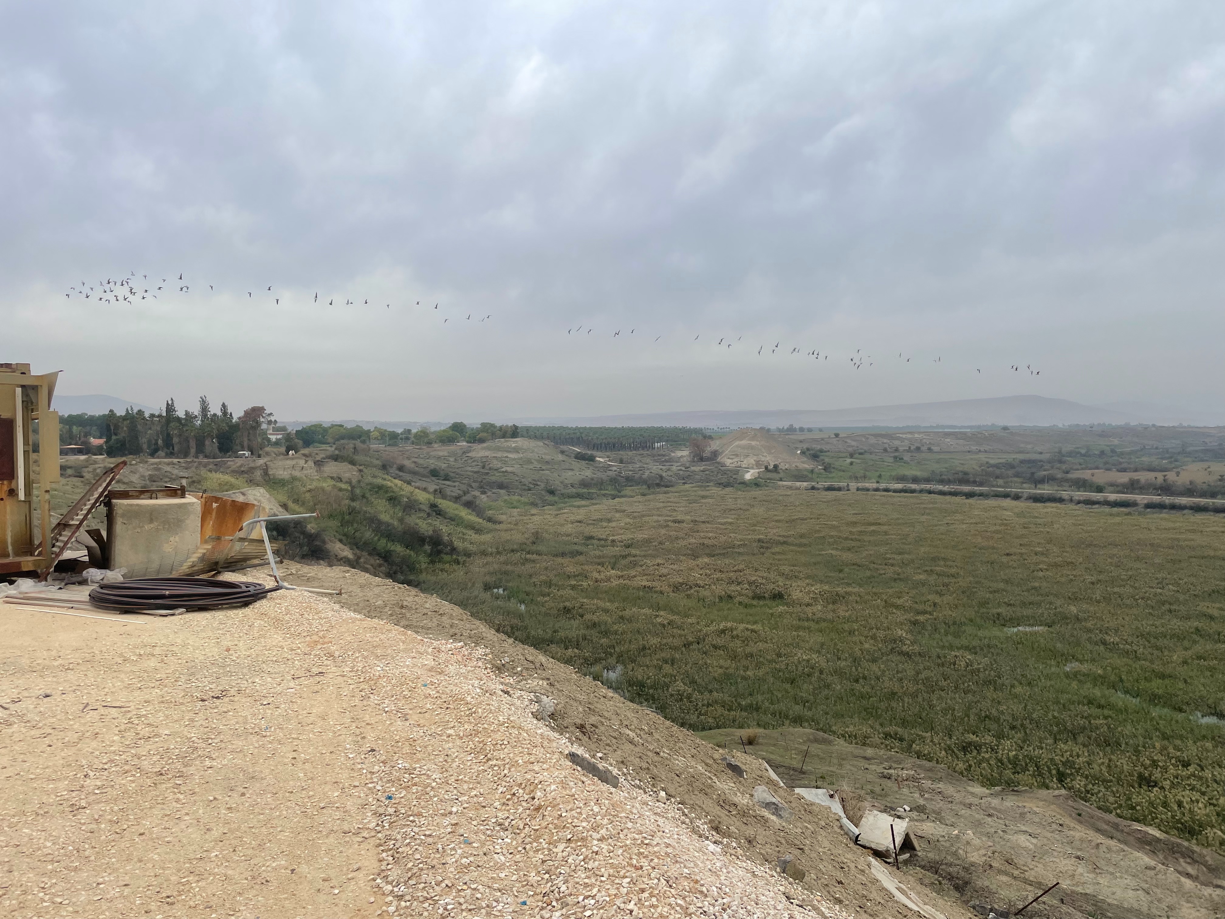 Migratory birds